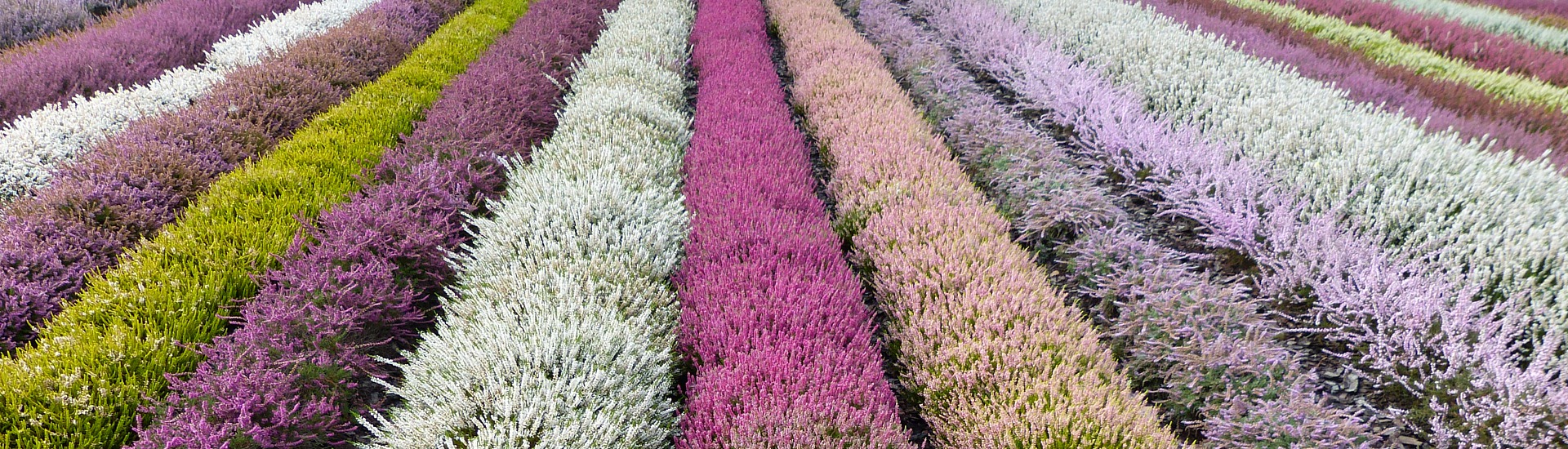 Питомник вересковых растений, производитель саженцев вересковых и азалий японских-польский