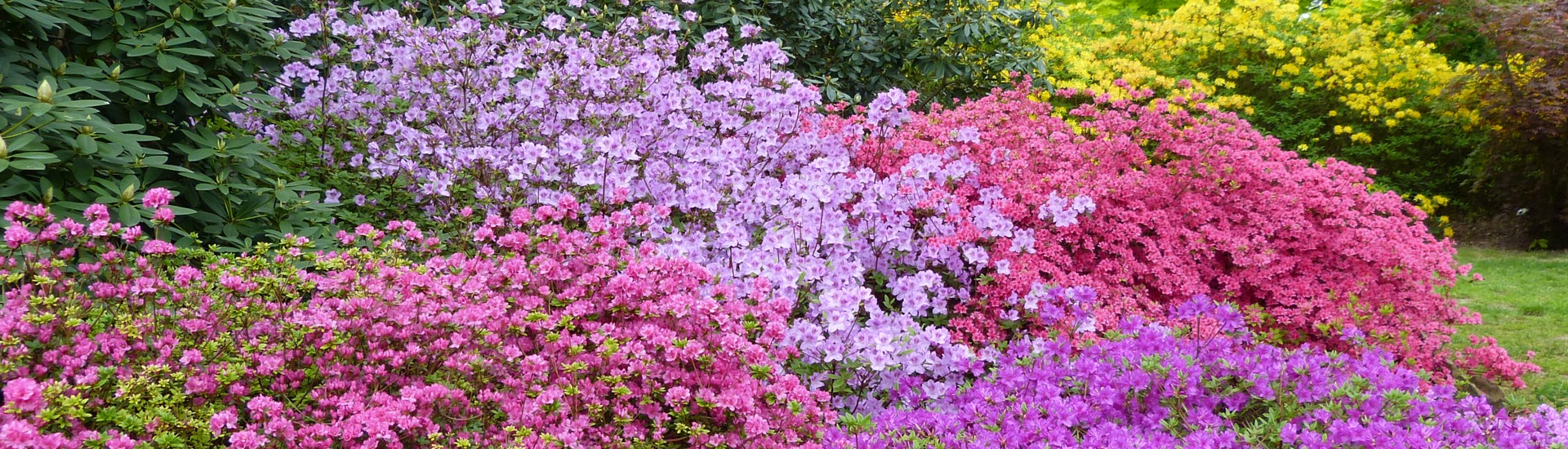 Питомник вересковых растений, производитель саженцев вересковых и азалий японских-польский