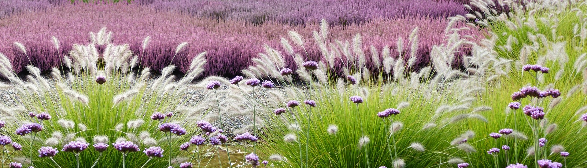 Питомник вересковых растений, производитель саженцев вересковых и азалий японских-польский