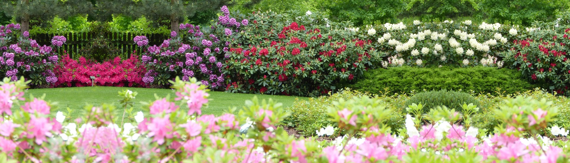 Питомник вересковых растений, производитель саженцев вересковых и азалий японских-польский